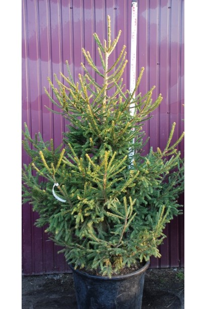 Жива різдвяна ялинка в контейнері