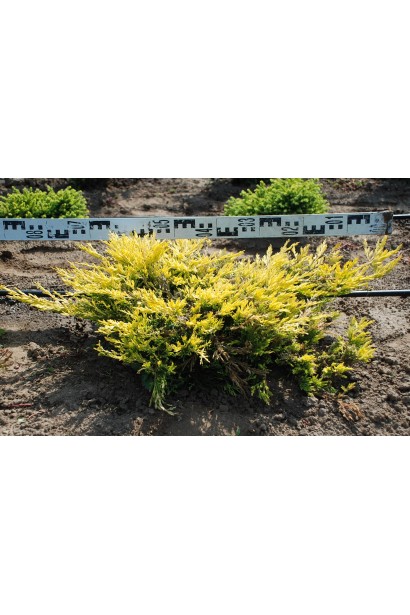 Ялівець золотистий Лайм Глоу в полі, діаметр крони 70-80 см