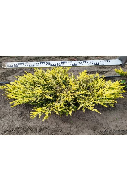 Ялівець горизонтальний Limeglow діаметр крони 90-100 см