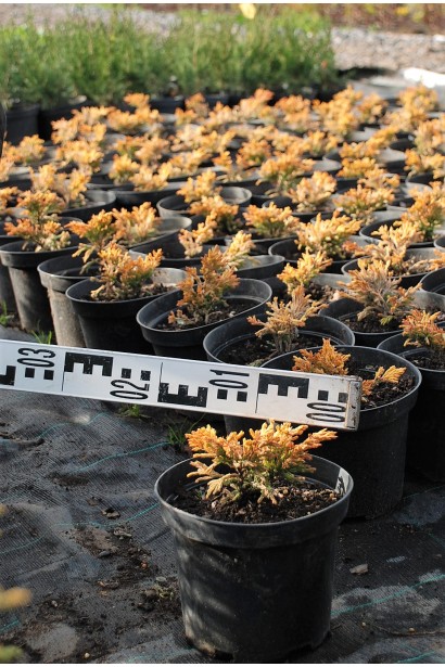 Ялівець горизонтальний Лаймглоу саджанці в садовому центрі восени