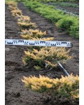 Ялівець горизонтальний Лаймглоу | Можжевельник горизонтальный Лаймглоу | Juniperus horizontalis Limeglow