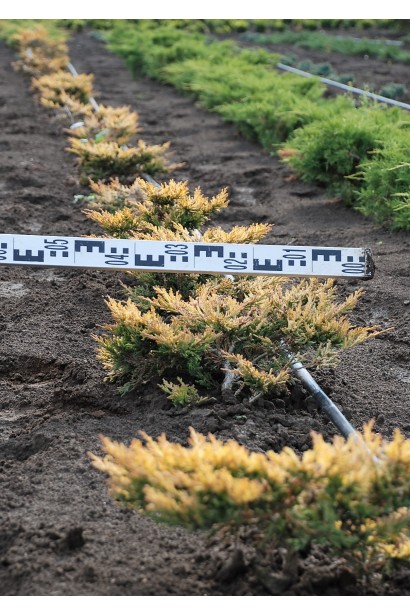 Ялівець Лаймглоу бронзовий відтінок хвої восени