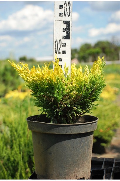 Ялівець горизонтальний Лаймглоу контейнер 3 л, висота 15-20 см