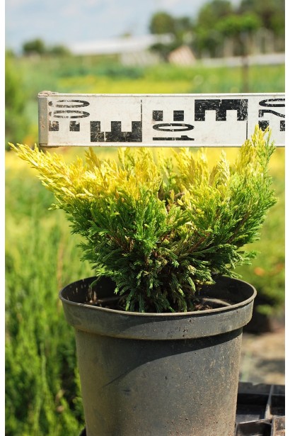 Ялівець горизонтальний Лаймглоу контейнер 3 л, діаметр 15-20 см