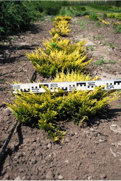 Ялівець горизонтальний Лаймглов саджанці в розсаднику на полі
