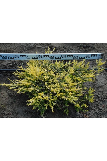 Ялівець Лаймглоу діаметр крони 70-80 см