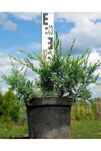 Ялівець віргінський Грей Оул контейнер С3 висота 20-30 см