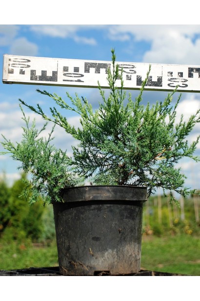 Ялівець віргінський Грей Оул саджанець С3 діаметр 30-40 см