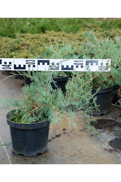 Саджанець ялівця Грей Оул в садовому центрі