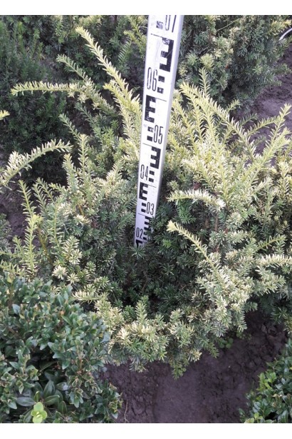 Taxus baccata Elegantissima
