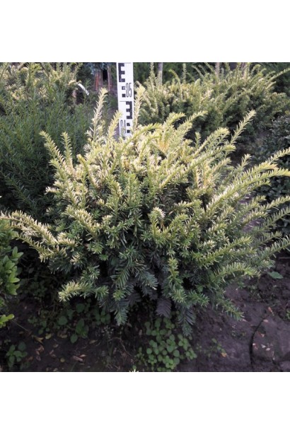 Вічнозелений тис Елегантиссіма у формі куща.