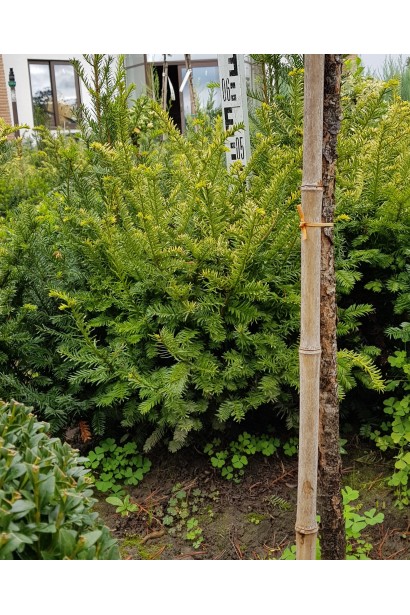 Taxus baccata Elegantissima