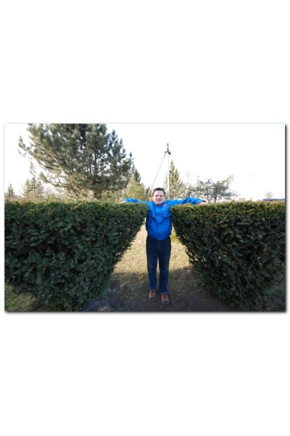 Тис Елегантиссіма - ТОПІАР Чайка