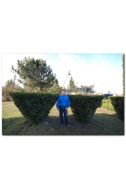 Тис Елегантиссіма - ТОПІАР Чайка