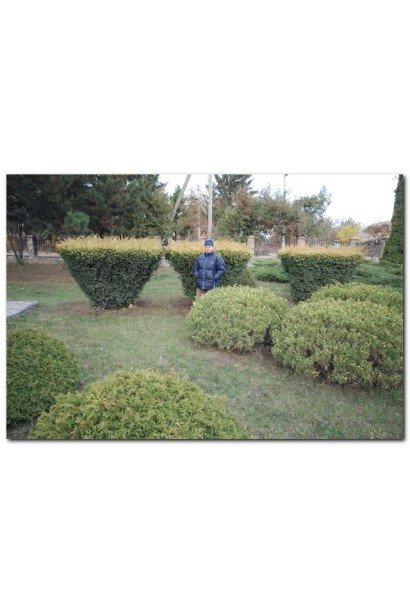 Тис Елегантиссіма - ТОПІАР Чайка