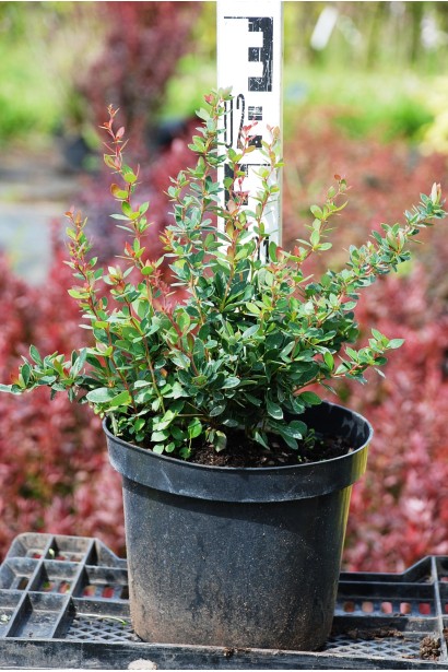 Барбарис Нана висота 15-25 см