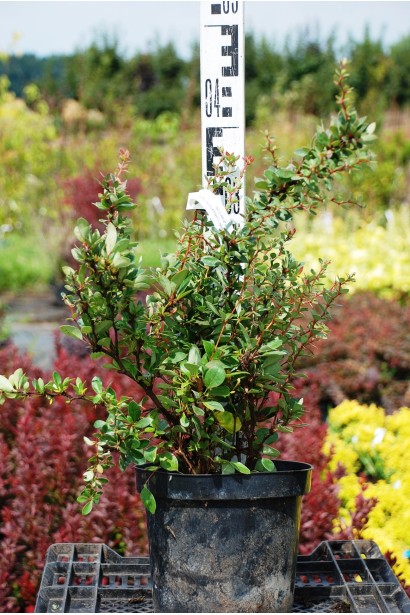 Барбарис самшитолистий Нана саджанець - 3л/вис.20-25см/Ø30-40см