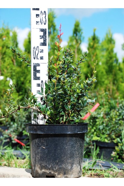 Барбарис самшитолистий Nana С3 15-25 см