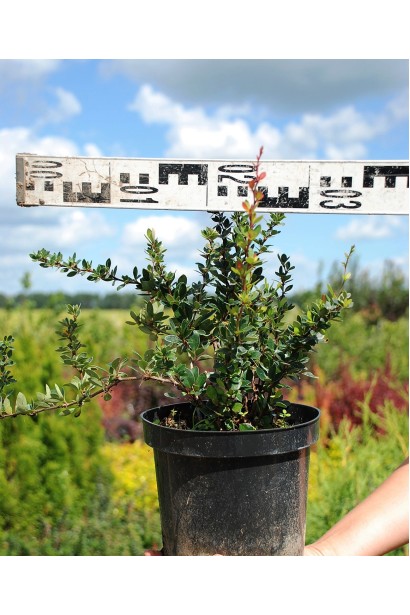 Барбарис самшитолистий Нана діаметр 25-30 см