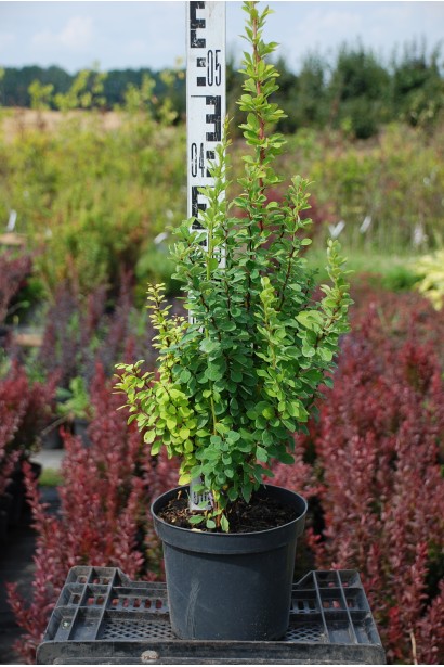 Барбарис Тунберга Эрект весной