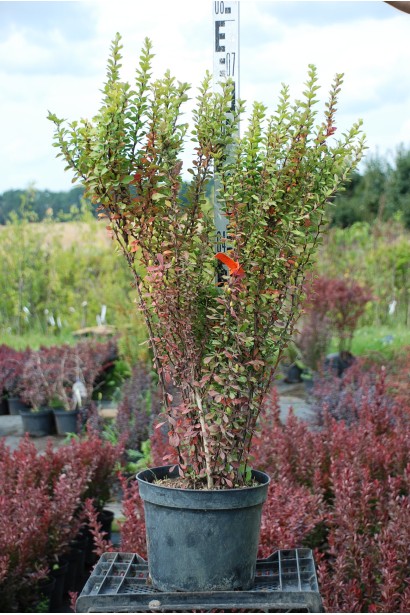 Барбарис Тунберга Эректа саженец 60-70 см