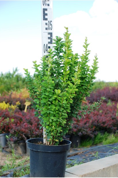 Барбарис Тунберга Эрект зеленые листья