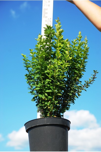 Барбарис Тунберга Эректа саженец 40-50 см