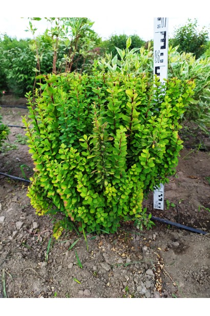 Барбарис Тунберга Эректа в питомнике на поле