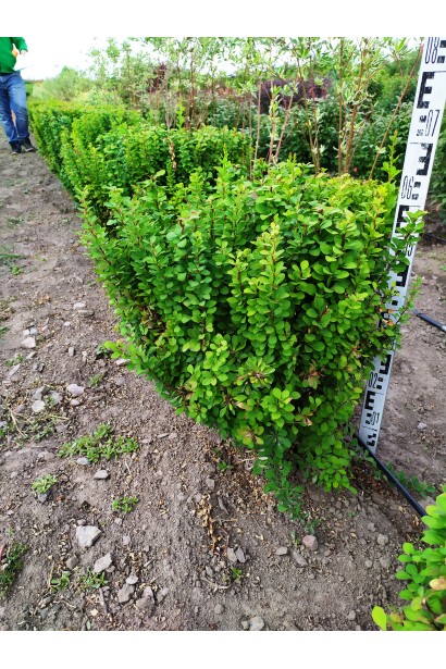 Барбарис Тунберга Эрект в поле с комом, высота 50-60 см