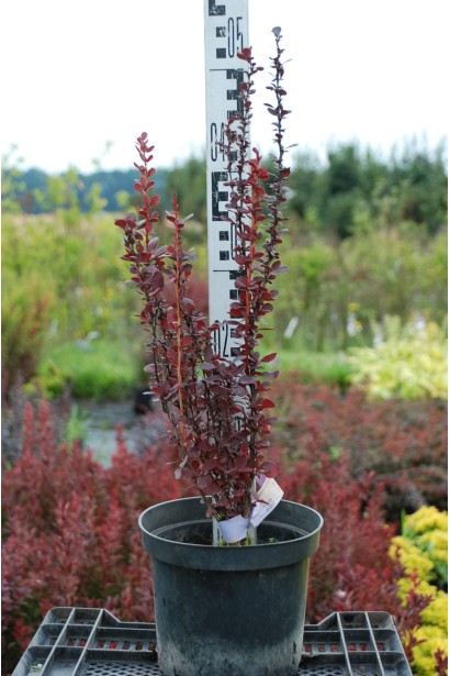 Барбарис Хелмонд Пиллар саженец в контейнере