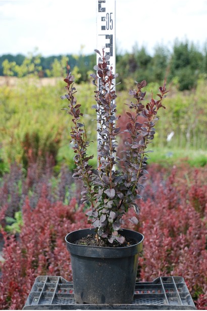 Барбарис Хелмонд Пилар в горшке 25-30 см