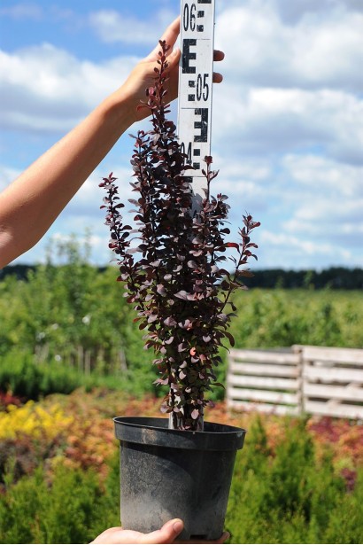 Барбарис Helmond Pillar горшок 3 л