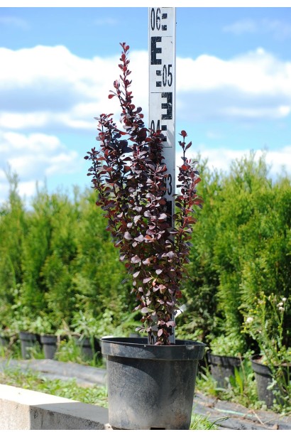 Барбарис Хелмонд Пиллар