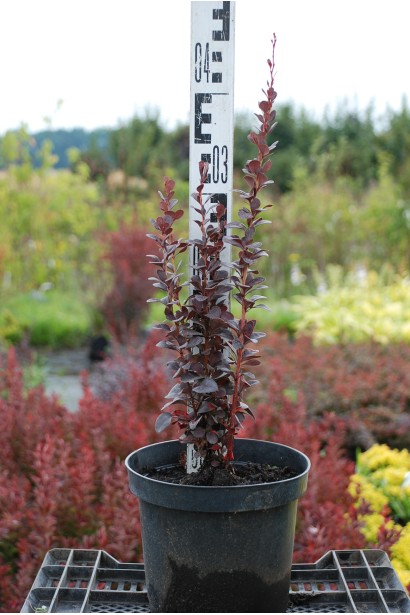 Барбарис Хелмонд Пиллар саженец высота