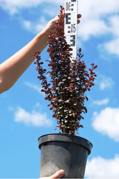 Барбарис Хелмонд Пиллар контейнер 3 л