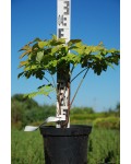 Пион древовидный | Paeonia suffruticosa | Півонія деревовидна