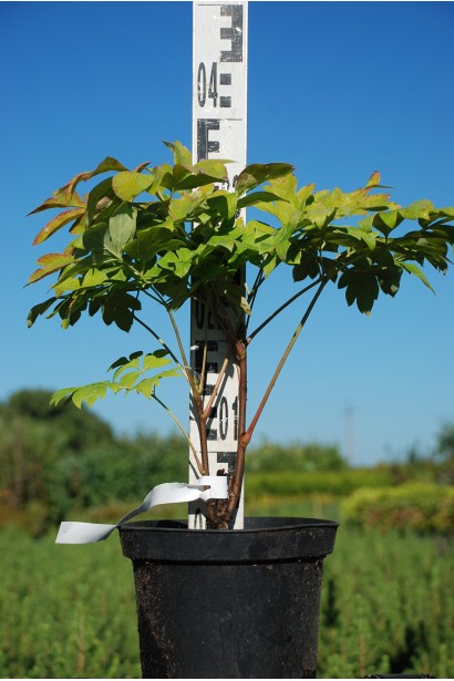 Півонія деревовидна 30-40см/Ø20-30см