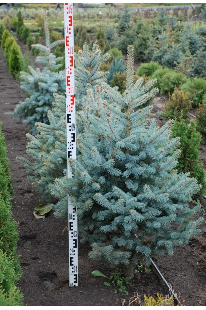 Ель колючая голубая Глаука в поле 110-130 см