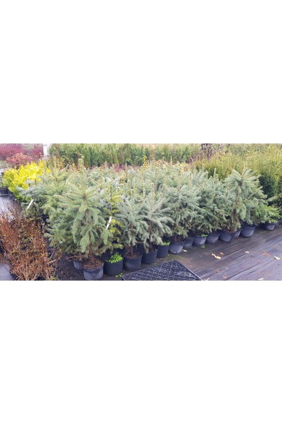 Ель колючая голубая Глаука | Ялина колюча голуба Глаука | Picea pungens Glauca