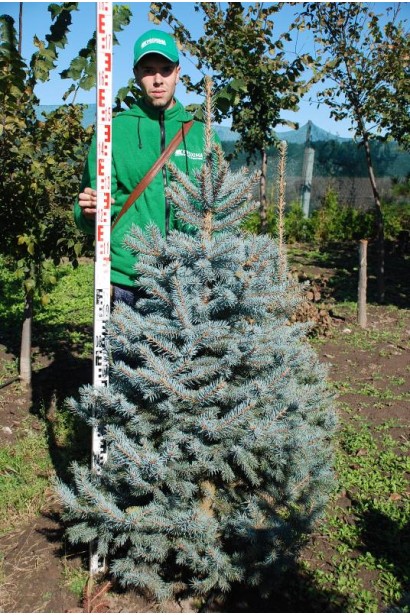 Ель колючая голубая Глаука 140-160 см