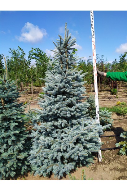 Ель колючая голубая Глаука 200-220 см