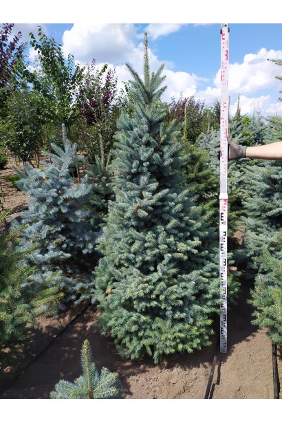 Ель колючая голубая Глаука в питомнике