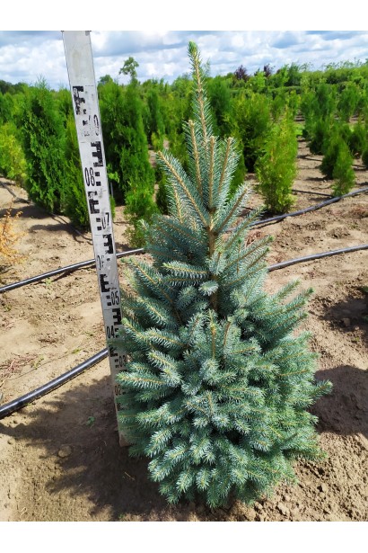 Ель колючая голубая Глаука | Ялина колюча голуба Глаука | Picea pungens Glauca
