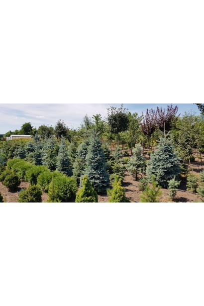 Ель колючая Glauca