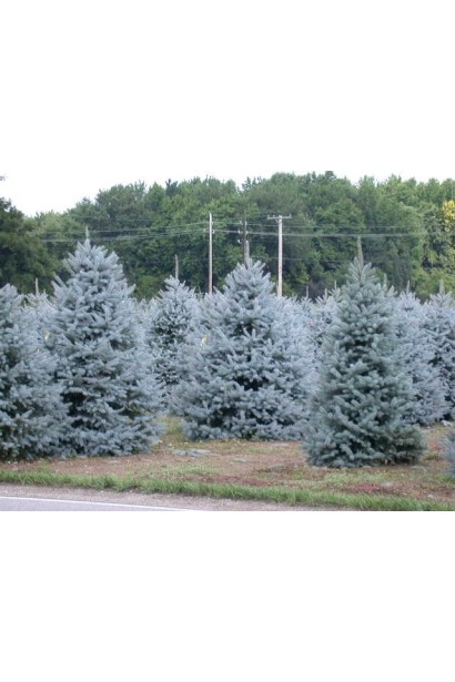 Ель колючая голубая Глаука