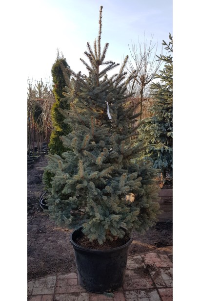 Ель колючая голубая Глаука | Ялина колюча голуба Глаука | Picea pungens Glauca