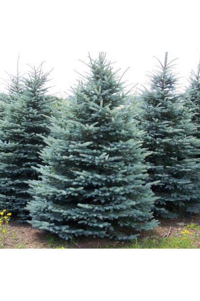Ель колючая Глаукое дерево с пирамидальной кроной