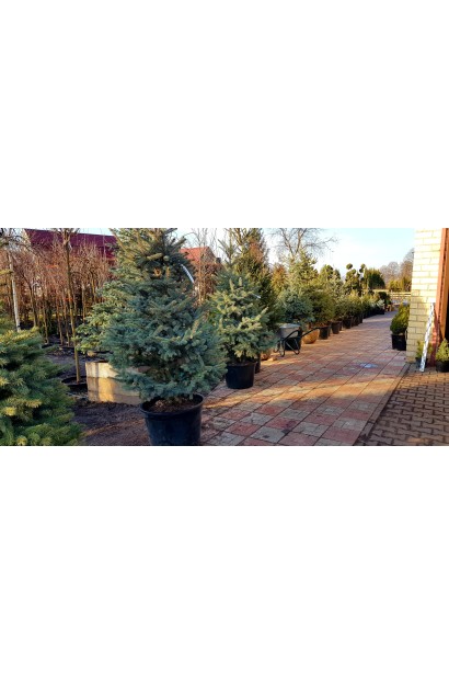 Ель колючая голубая Глаука | Ялина колюча голуба Глаука | Picea pungens Glauca