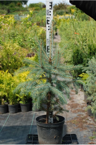 Ель колючая Глаука контейнер 5 л 60-0 см