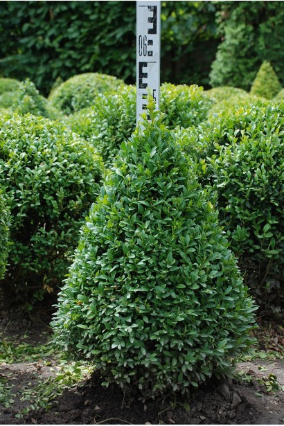 Buxus Topiar – зелений акцент у ландшафті